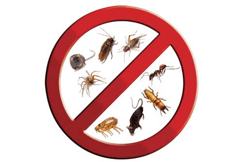 We the most reliable pets control  company to exterminate all crawling and flying insects including rodents 